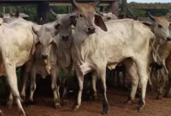 Novilhas Guzerá PO em Castanhal – PA à venda