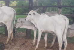 3 Bezerros Nelore de 7 a 9 Meses à Venda em São José do Belmonte, PE