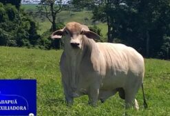Touro Tabapuã PO – Reprodutor de Alto Valor Genético – Cascavel/PR