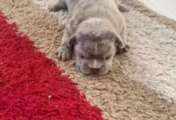 Filhote de Buldogue Francês Exótico – Cor Merle e Blue