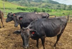 Vacas Wagyu PO com Registro - 6 Unidades - Cantagalo/RJ