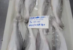 Peixe Congelado para Exportação – Belém/PA