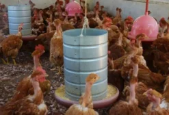 Frangos Caipirão em Castanhal PA