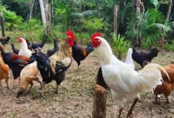 Venda de Frango Caipira em Benevides PA