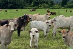 Lote de Bezerros, Garrotes e Touros de Elite – Nelore, Tabapuã, Guzerá e F1 – Silva Jardim/RJ