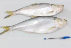 Peixe Pargo e outras espécies de pesca extrativa da região norte