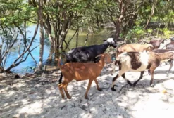 Borregos Santa Inês e Reprodutores à venda em Terra Santa - PA
