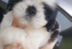 Filhotes de Shihtzu em Marituba PA