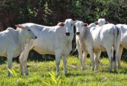 Lote de 20 Bezerras Nelore PO para Reprodução