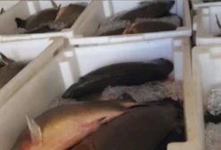 Tambaqui em Belém PA