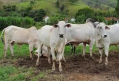 Lote de 20 Vacas Nelore Prenhas para Matriz - Miguel Pereira/RJ