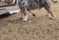 Cobertura American Bully Exotic Tri Blue Merle – Macho