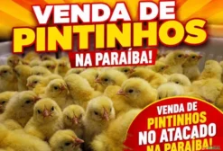 Pintinhos / Pintainhos Poedeiras Isa Brown de Alta Produção