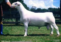 Ovinos White Dorper - Reprodutores e Matrizes em Barra de São Miguel/PB