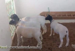 Borregos e Borregas Dorper P.O - Oportunidade
