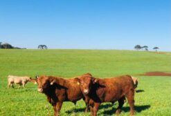 Reprodutores Red Angus PO Registrados - Campo Erê/SC