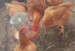 Galinha Caipira Pesadão Vermelho – Lote de 95 Aves