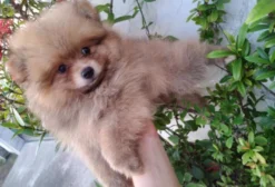 Spitz Alemão em Igarassu PE