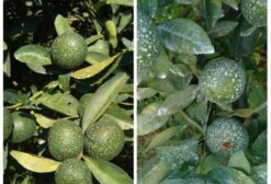 Caulim em Pó – Protetor Agrícola Orgânico 100% Natural para Citros e Frutas