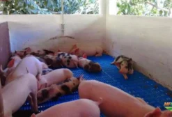 Porcos, Suínos e Leitões para Venda em Belo Jardim - PE