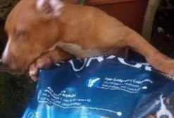 Piitmonster - Filhote à venda em Recife, PE