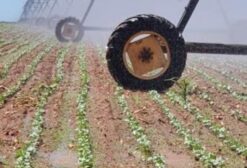 Arrendamento de Área Irrigada com 4 Pivôs Centrais no Oeste Baiano