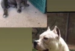 Filhotes de American Bully em Petrolina PE