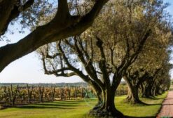 Vinícola com Vinhedos Próprios à Venda em Canelones, Uruguai - Ref. 1207