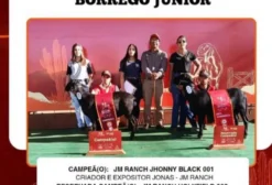Reprodutor Santa Inês Campeão de Pista em Salgueiro PE
