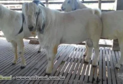 Caprinos Savana Linhagem Africana
