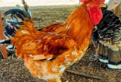 Aves em Teresina PI – Galinhas, Galos e Capotes Rhode Island Red
