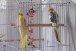 Casal de Calopsitas em Teresina - PI