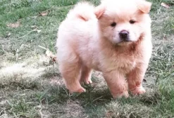 Lindos filhotes de Chow Chow para venda em Teresina-PI