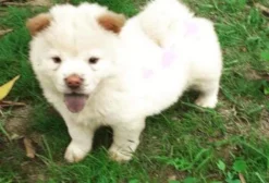 Filhotes de Chow Chow à venda em Teresina - PI