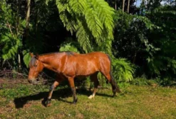 Cavalo Mestiço Crioulo - Arcádio em Cascavel PR