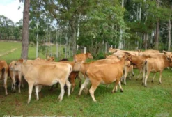 Venda Permanente de Novilhas Jersey e Vacas Jersey