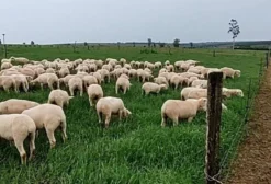 Borregas Ile de France em Paranavaí PR