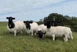 Ovinos Dorper PO - Reprodutores e Matrizes em São Pedro do Iguaçu/PR