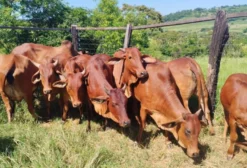 Gado Sindi PO – Touros, Vacas e Novilhas em Primeiro de Maio/PR