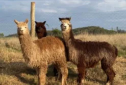 Alpacas e Lhamas Dóceis à Venda em Coronel Vivida - PR