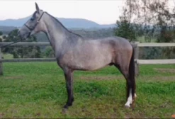 Cavalos Crioulos Registrados em Ponta Grossa PR