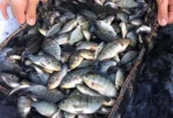 Psicultura Vale do Chopim - Venda de Alevinos e Peixes para Pesca Esportiva