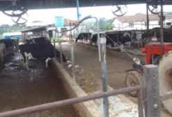 Vaca Holandesa em Lapa PR à venda