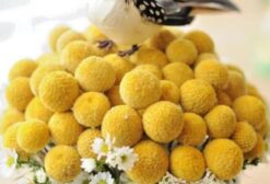 Sementes Frescas de Pycnosorus Globosus (Craspedia Globosa) - Billy Button - 35 Unidades