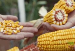 Semente de Milho Dekalb 230 PRO3 – 80.000 Sementes para Silagem