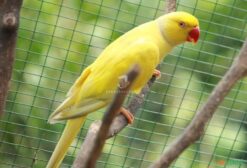 Ringneck Lutino – Ave Legalizada