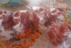 Farva (Noz de Cola) em Jequié - BA