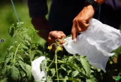 Agrotex - Saquinhos de Proteção Para Frutas