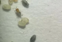 Trichogramma Galloi JB Tri-G – Controle Biológico para Cana-de-açúcar