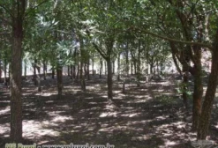 Extrato Seco de Neem Indiano (Azadirachta indica) - Contagem/MG